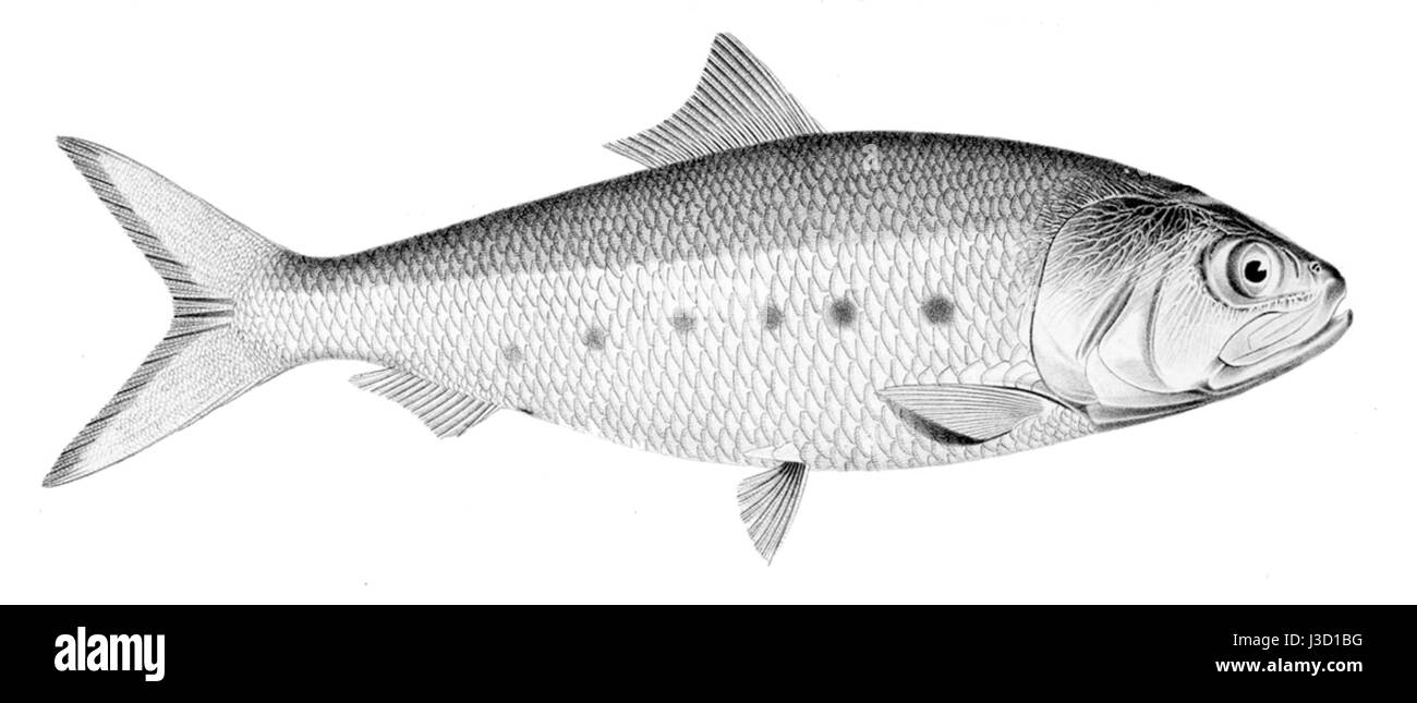 Ethmidium maculatum ist eine Pflanzenart, die wahrscheinlich aus der Familie der Acanthaceae stammt und für ihre charakteristischen Laub- und Blüteeigenschaften bekannt ist. Sie ist an gemusterten Blättern und leuchtenden Blüten zu erkennen. Stockfoto