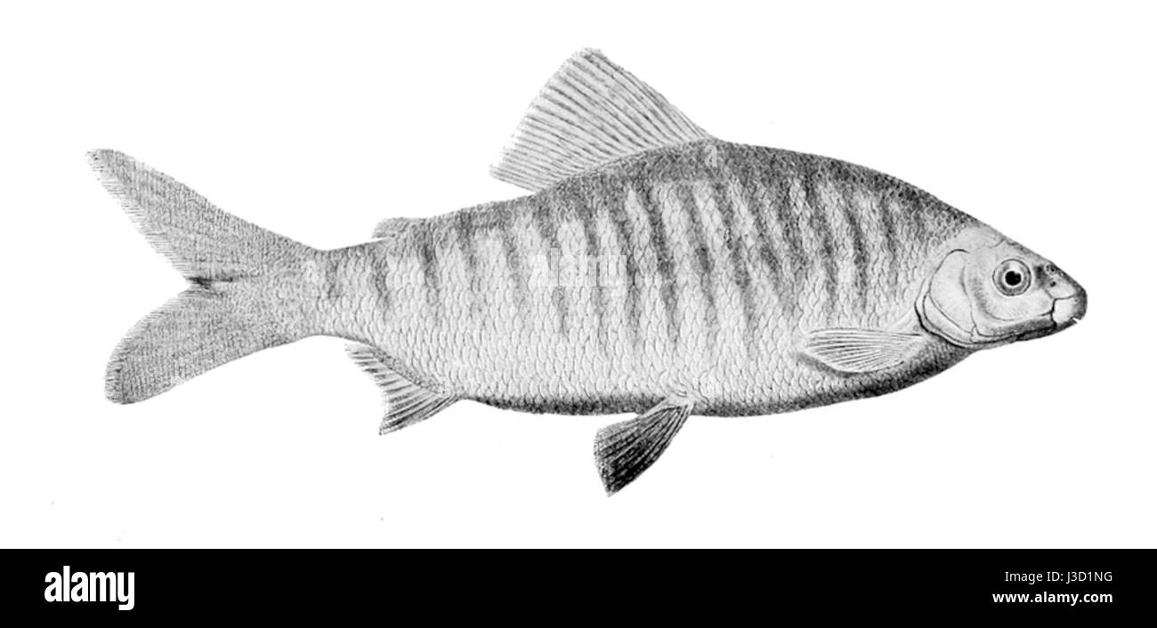 Distichodus fasciolatus Stockfoto