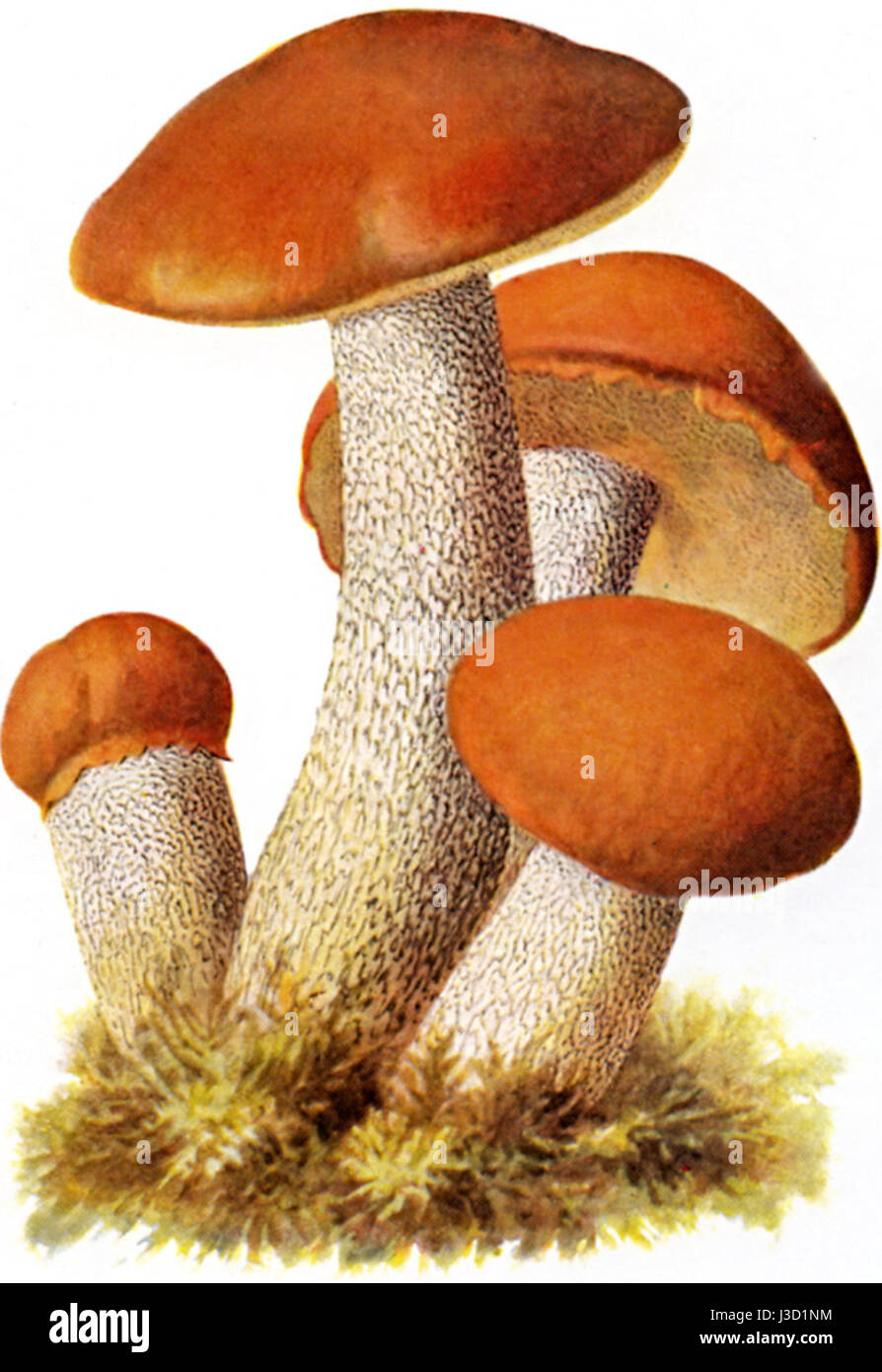 Espenrotkappe 1 bezieht sich auf ein bestimmtes Artefakt oder Objekt von Interesse, typischerweise in historischen oder archäologischen Zusammenhängen, erfordert jedoch weitere Angaben zur detaillierten Erläuterung. Stockfoto