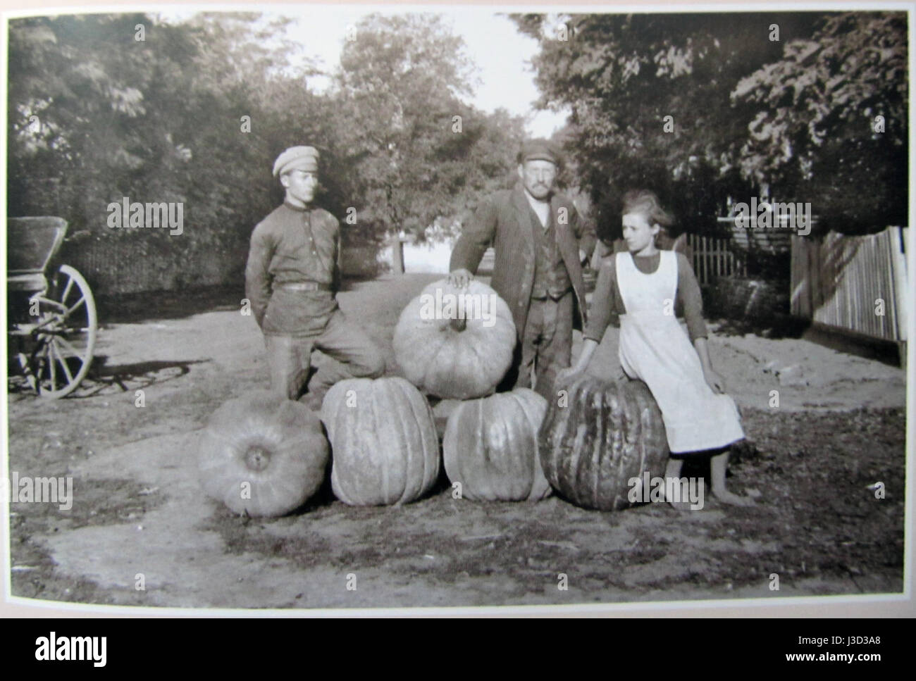 Anfang des 20. Jahrhunderts. Kürbis-Ernte in deutschen lutherischen Siedlung Kaisertal Stockfoto