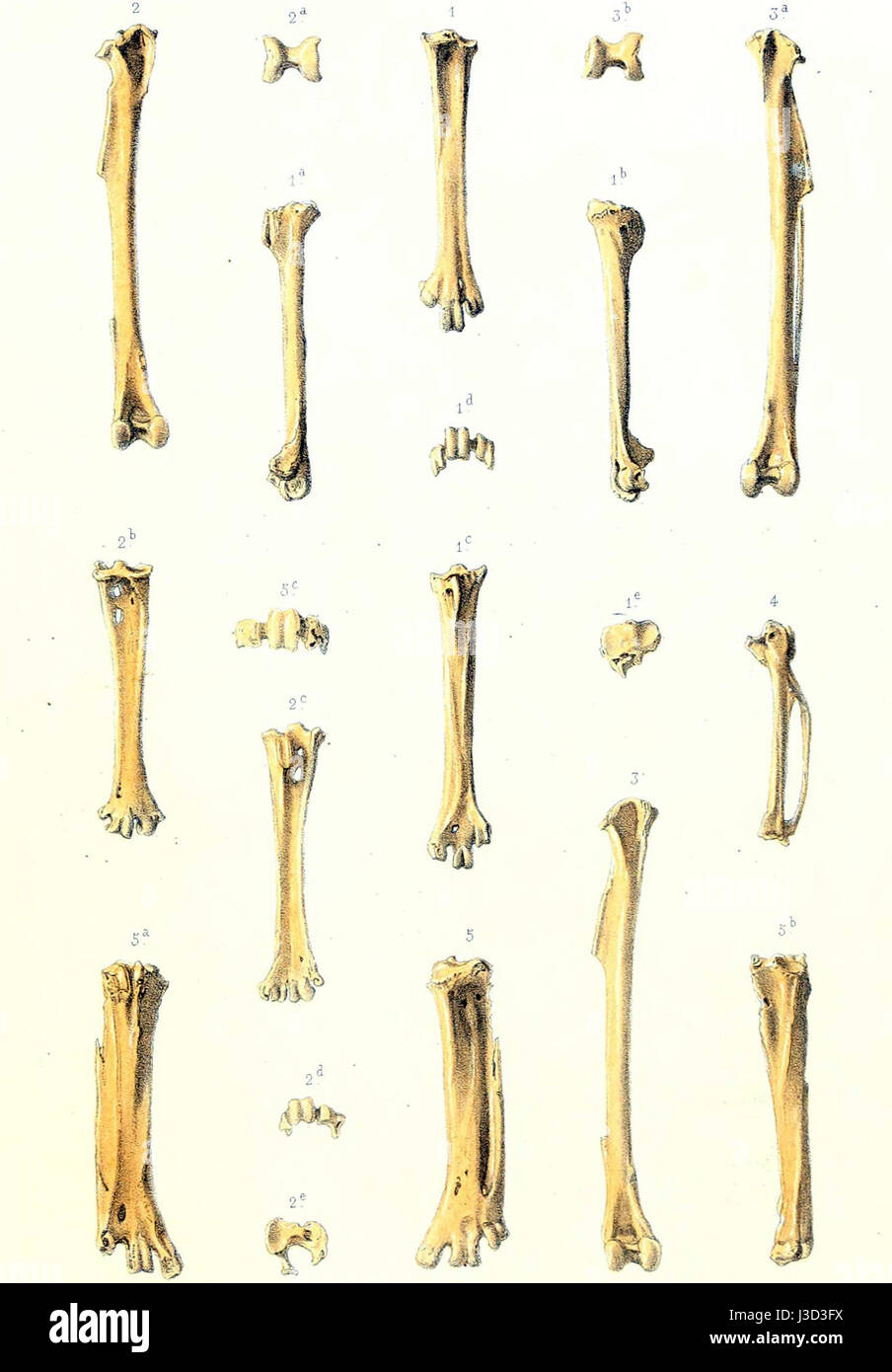 Erythromachus Stockfoto