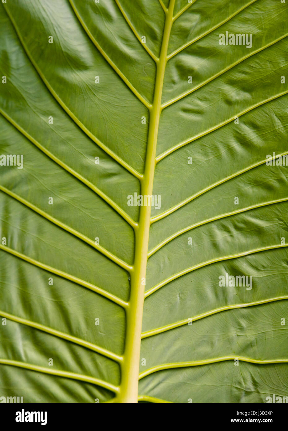 Ein riesiges Blatt einer ungewöhnlichen exotischen Pflanze. Closeup. Stockfoto