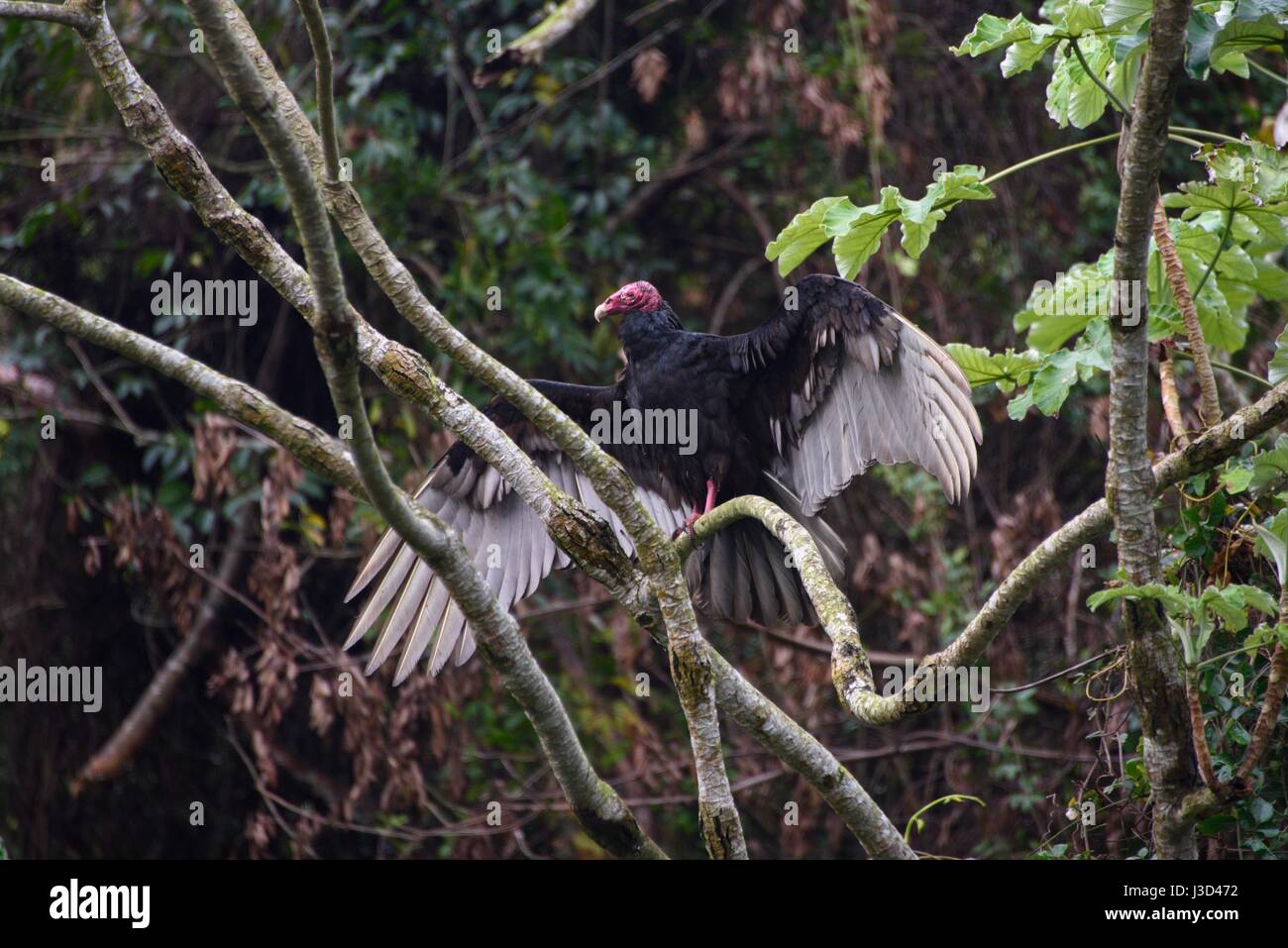 Türkei Geier, Cathartes Aura in Kuba gesehen. Auch bekannt als der Türkei Bussard in Amerika. Stockfoto