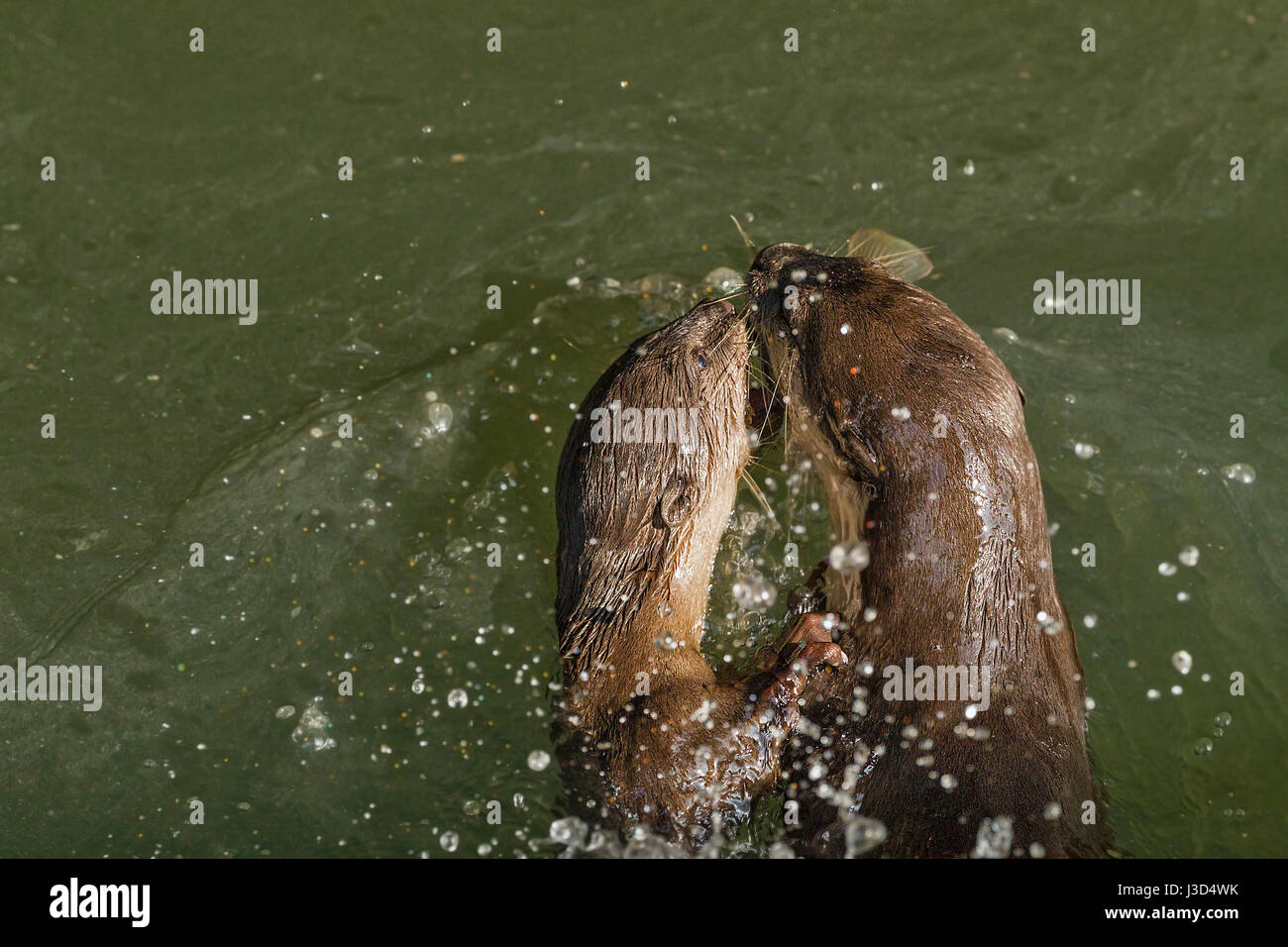 Ein glatt beschichtet Fischotter (Lutrogale Perspicillata) Elternteil schwimmt mit einem frisch gefangenen Fisch zum Ufer Flusses mit seinen jungen Cub betteln an seiner Seite Stockfoto