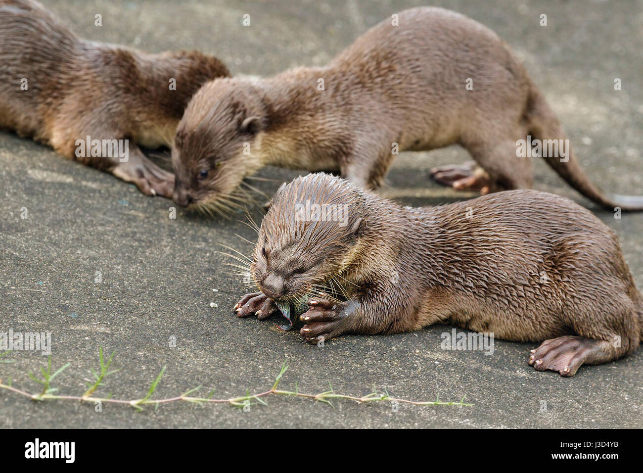 Glatt beschichtet Fischotter (Lutrogale Perspicillata) Jungtiere frisst Fisch gefangen von ihren Eltern an einem konkreten Flussufer, Singapur Stockfoto