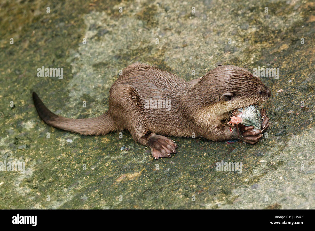 Eine glatt beschichtet Fischotter (Lutrogale Perspicillata) Cub isst Fisch gefangen von einem seiner Eltern an einem konkreten Flussufer, Singapur Stockfoto