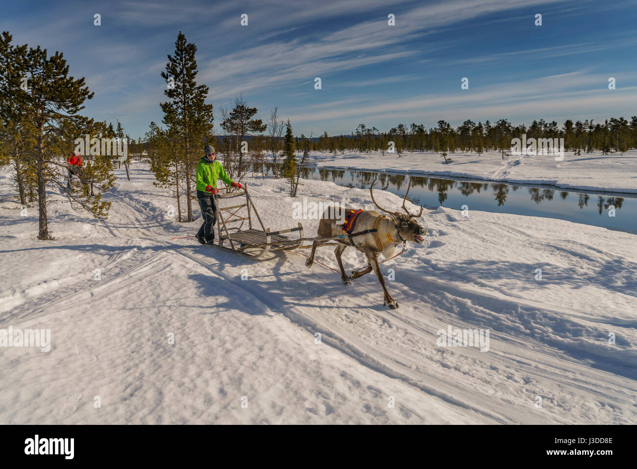 Rentier Schlitten fahren, Schwedisch Lappland, Schweden Stockfoto