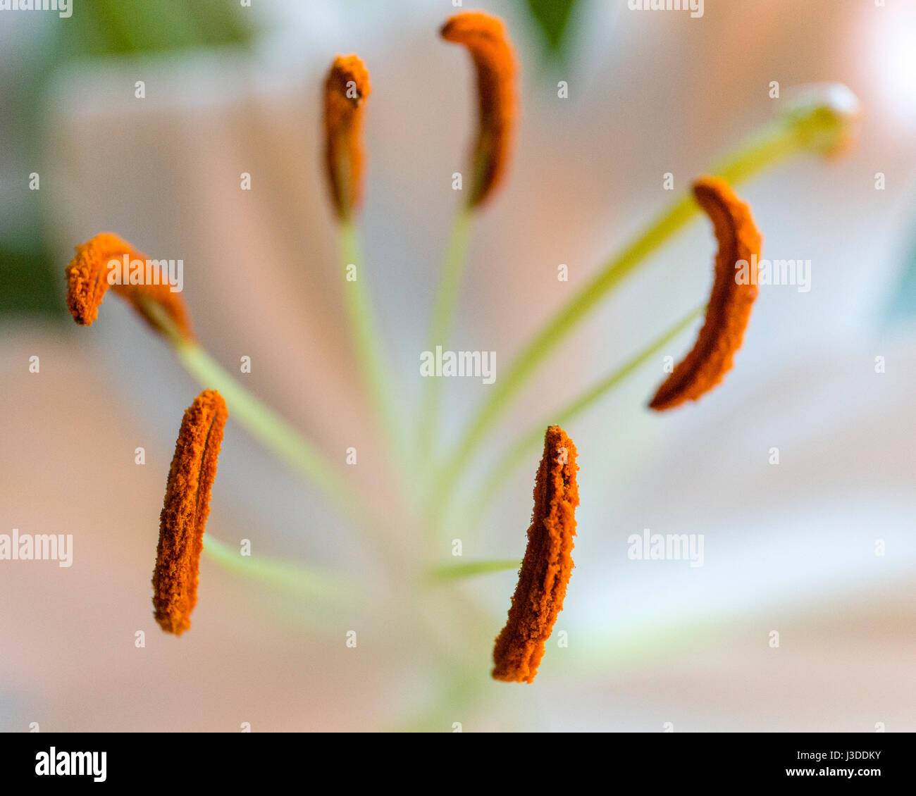 Lilium aka Lily Staubgefäßen aka Ausdauer close up Model Release: Nein Property Release: Nein. Stockfoto