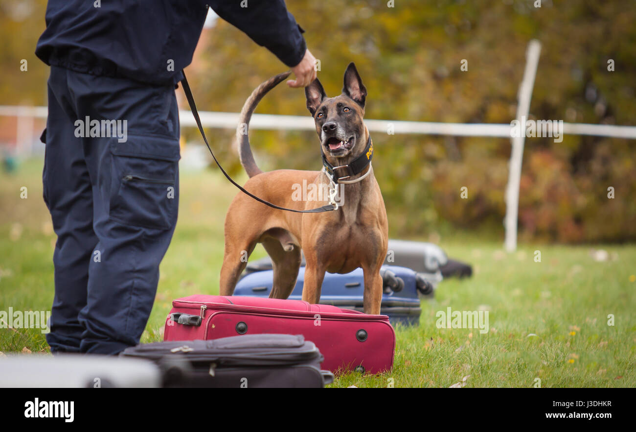 Polizeihund Stockfoto