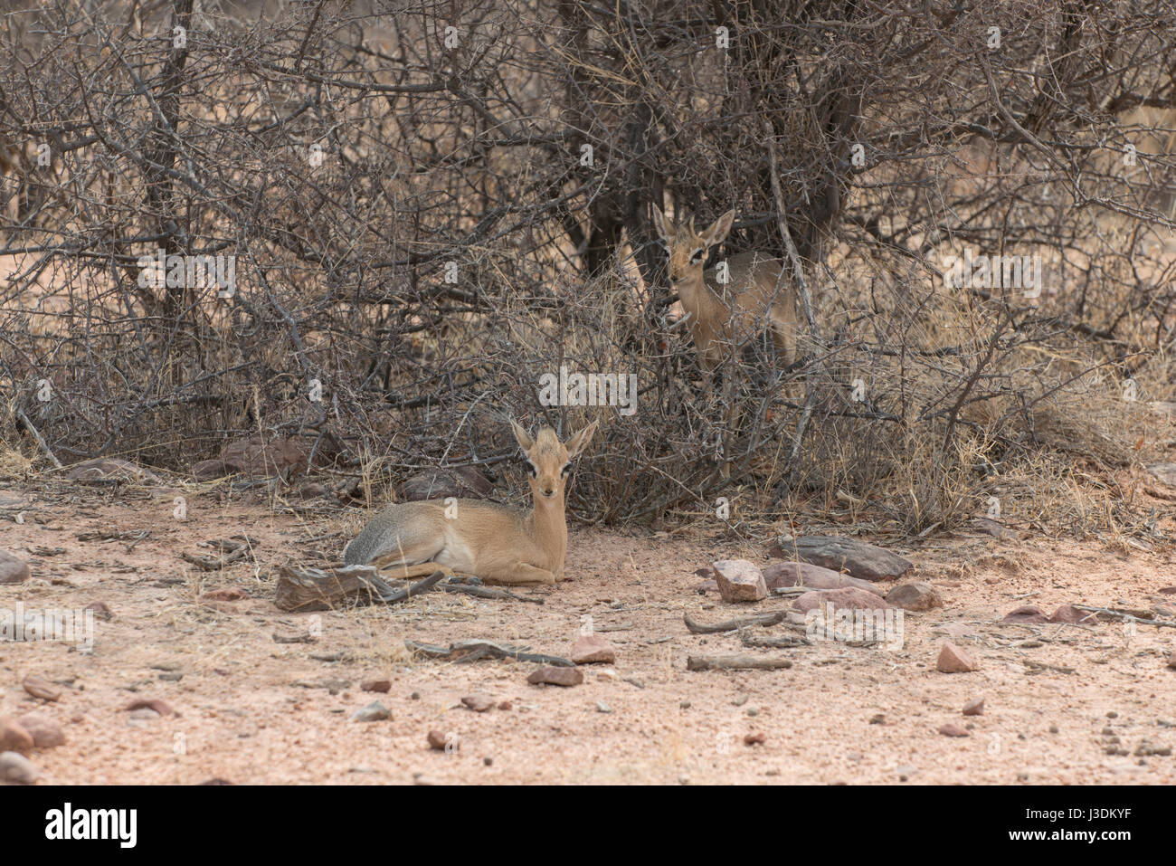 Gemeinsamen Duiker: Sylvicapra Grimmia. Namibia Stockfoto