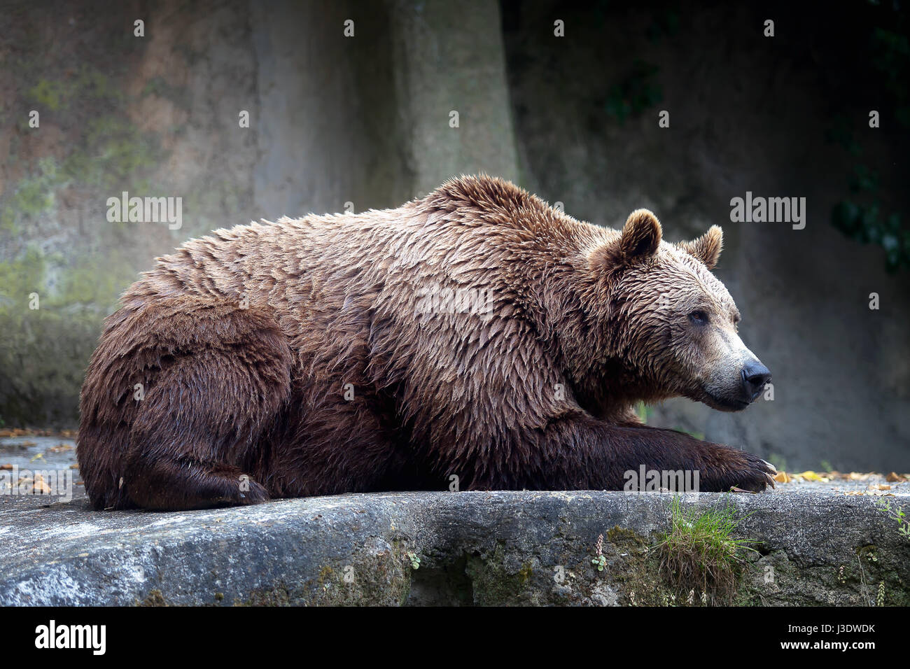 Ein Braunbär männliches Exemplar, Profil entnommen. Bär, liegend, vollständige Abbildung. Stockfoto