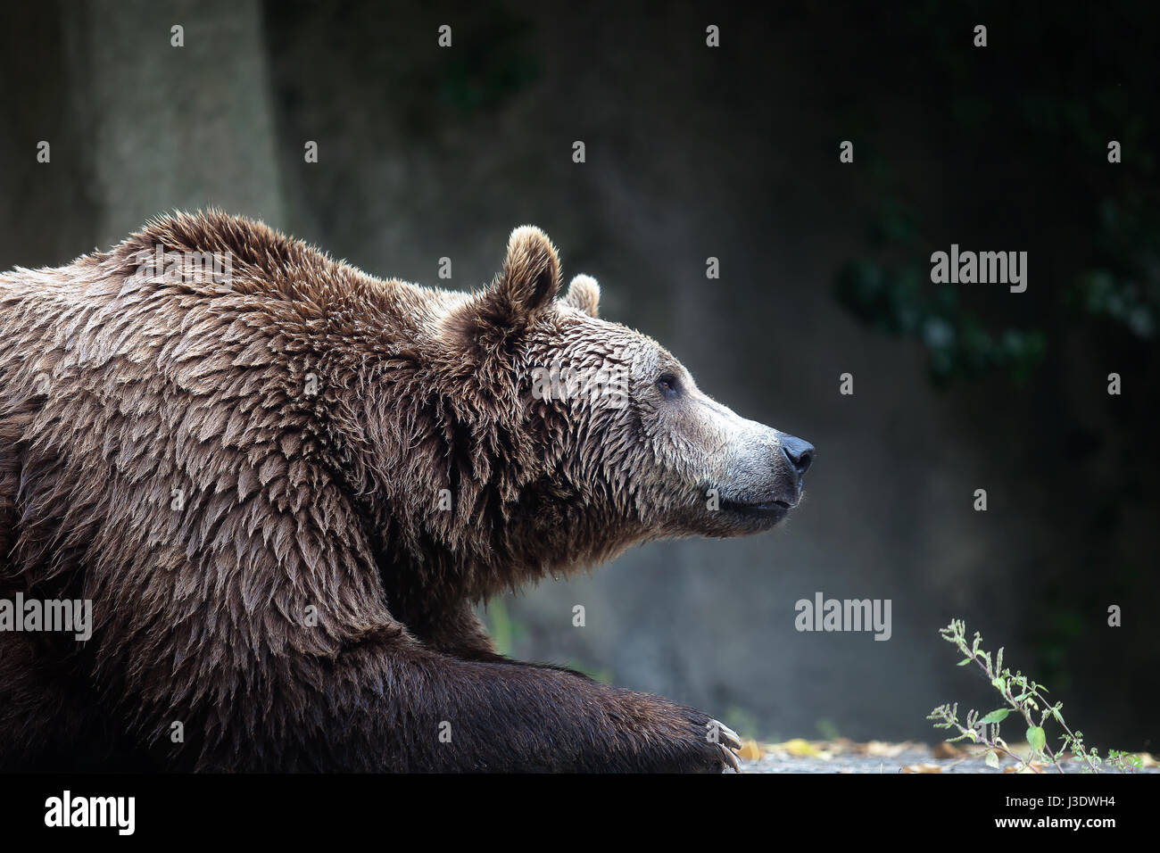 Ein Braunbär männliches Exemplar, Profil entnommen. Bär, liegend, halb Büste. Stockfoto