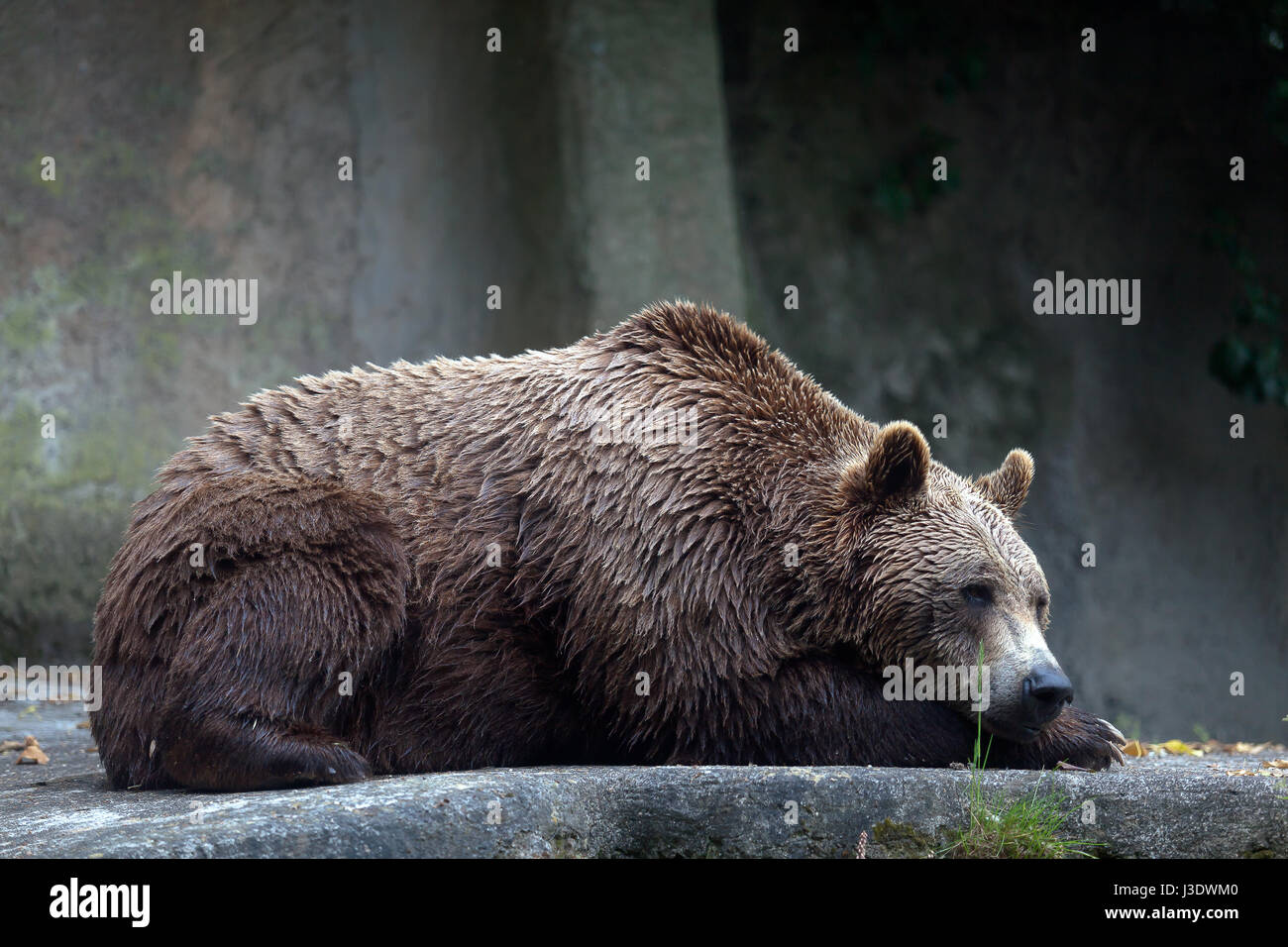 Ein Braunbär männliches Exemplar, Profil entnommen. Bär, liegend, vollständige Abbildung. Stockfoto
