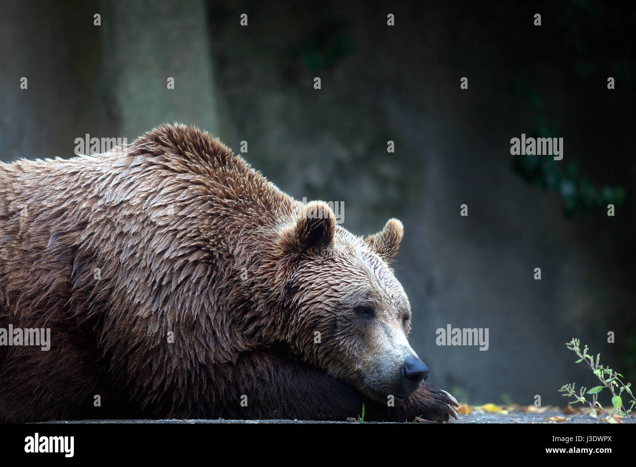 Ein Braunbär männliches Exemplar, Profil entnommen. Bär, liegend, halb Büste. Stockfoto