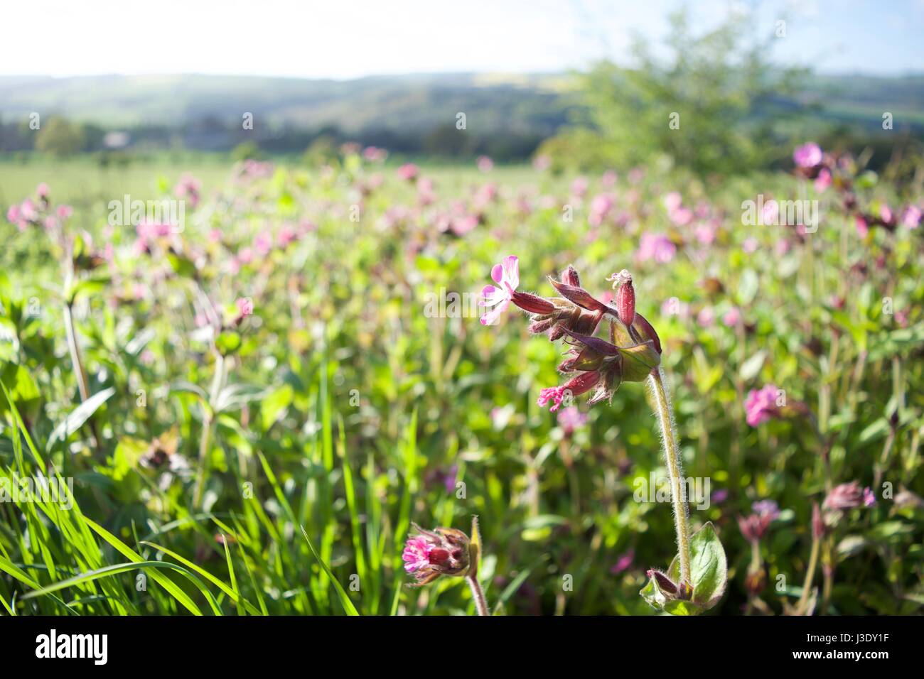 Rosa Wildblumen Stockfoto