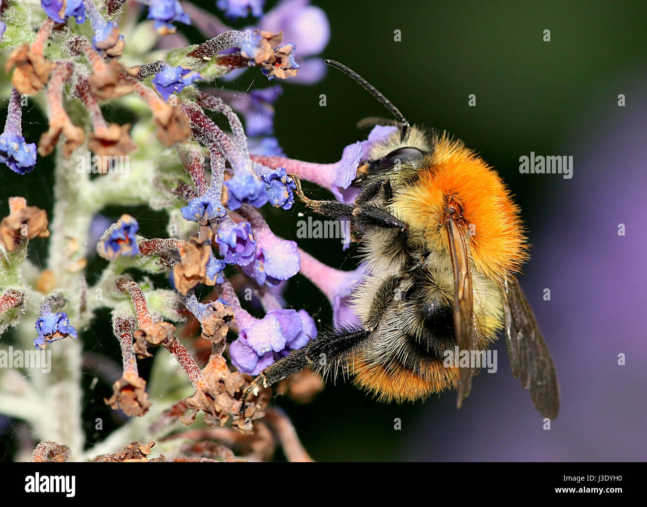 Fütterung der europäischen gemeinsamen Carder-Biene (Bombus Pascuorum). Stockfoto