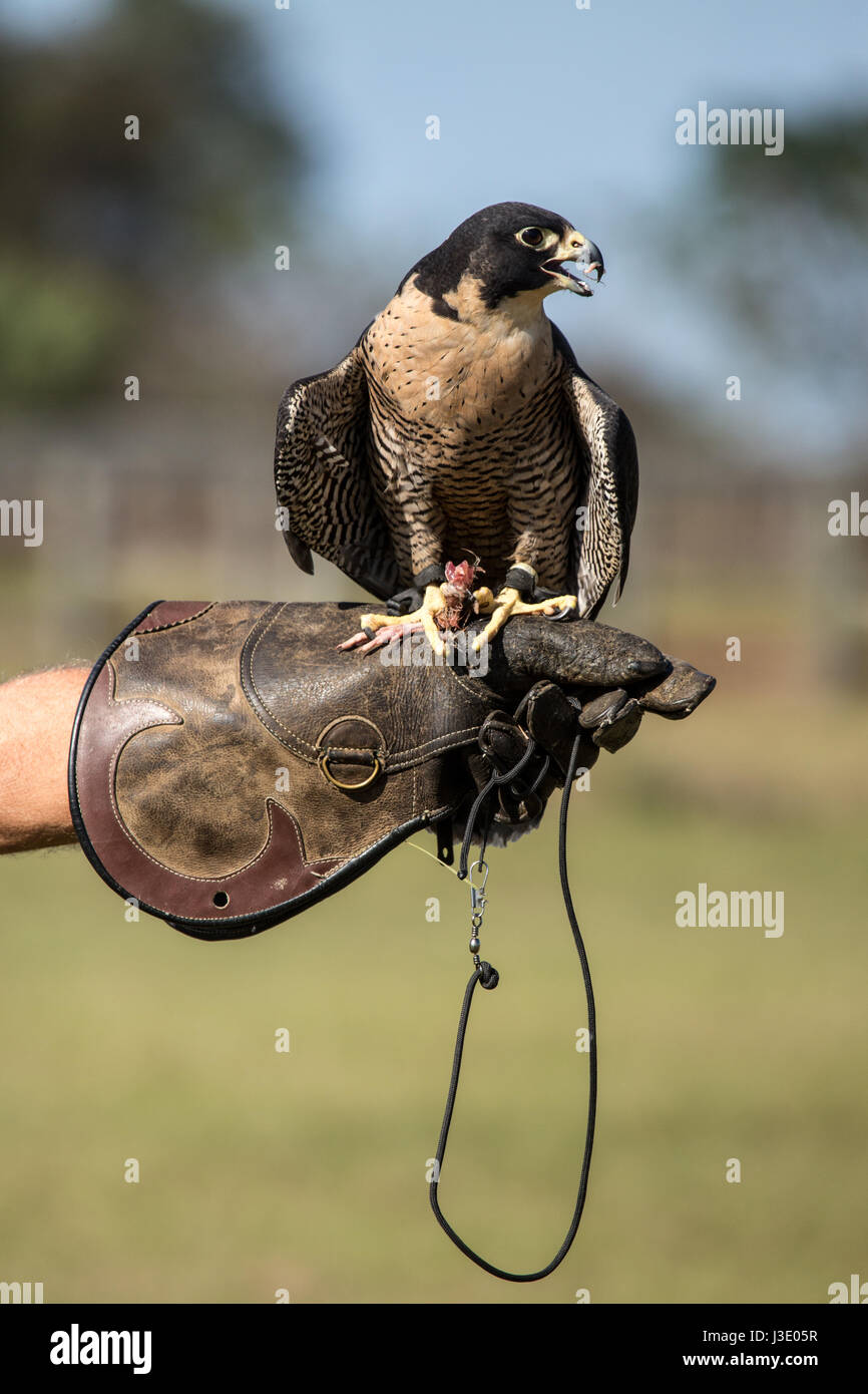 Falken auf ein FalknerHandschuh Stockfotografie Alamy