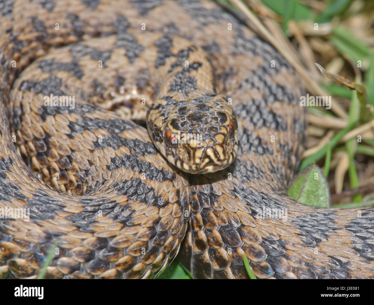 Kreuzotter (Vipera Berus) Defensive darstellen Stockfoto