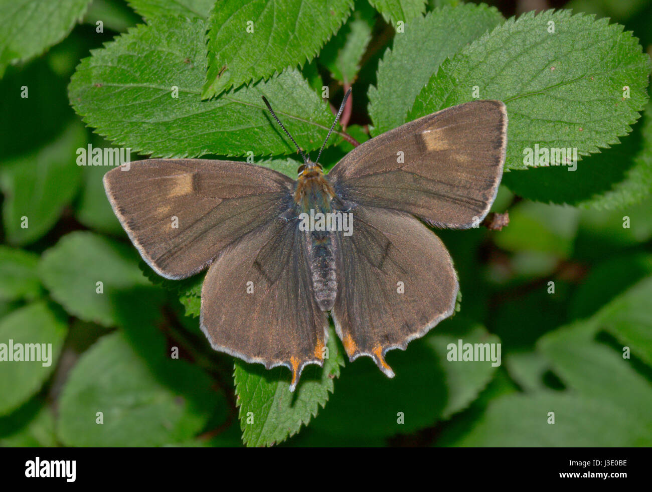 Braun Hairstreak Schmetterling (Thecla betulae) Männliche Oberseite. Sussex, UK Stockfoto