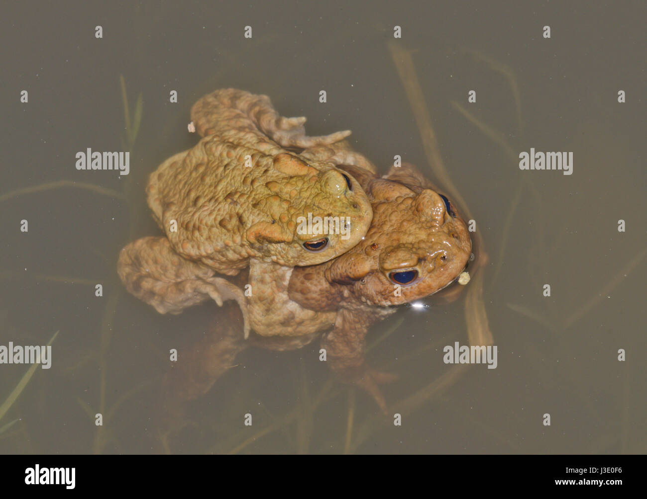 Female and male toads Fotos und Bildmaterial in hoher Auflösung Alamy