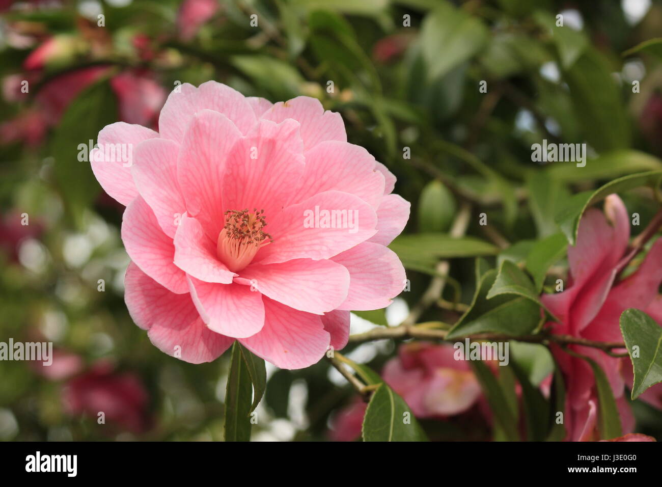 Frühlingsblumen Stockfoto