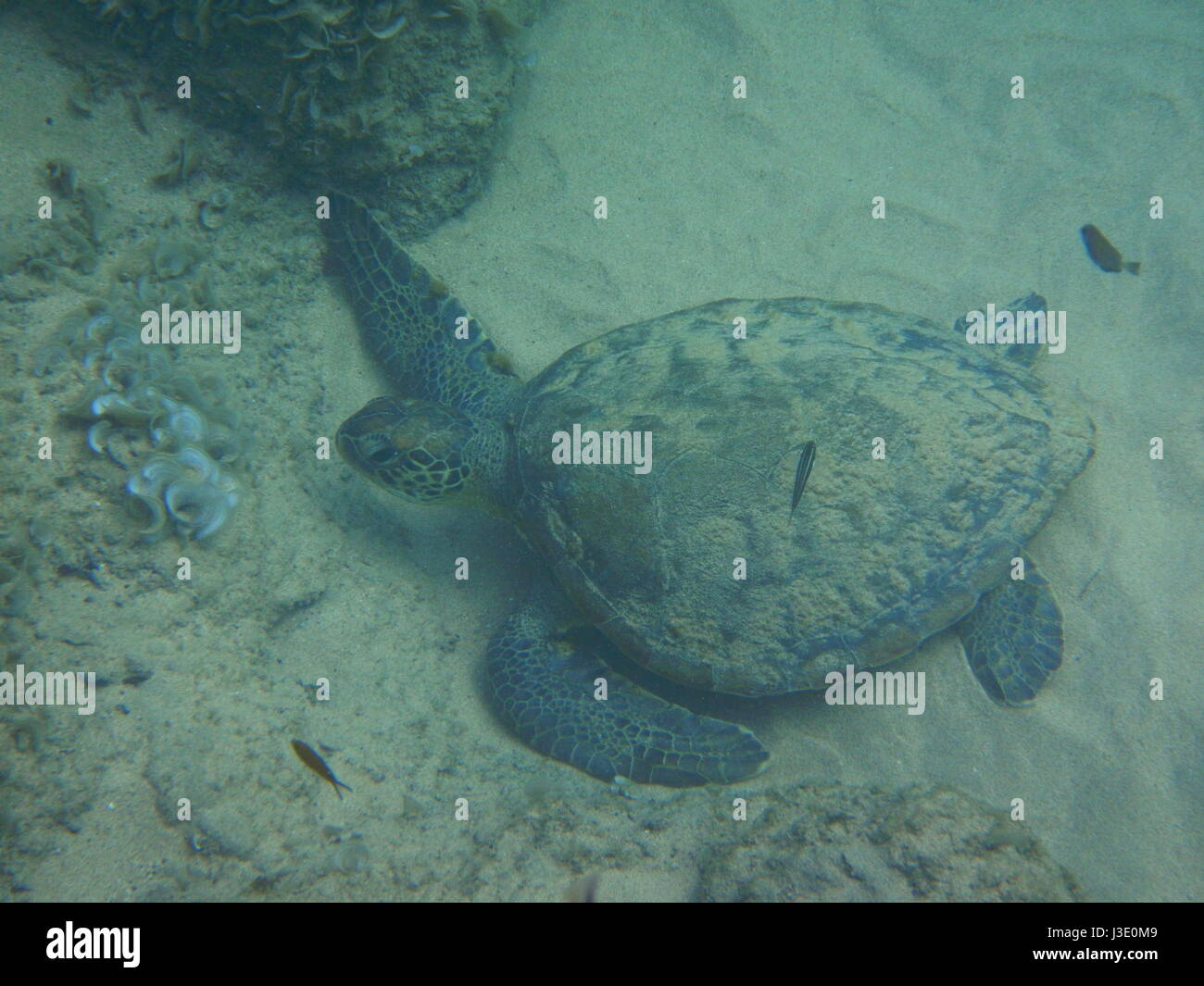 Grüne Meeresschildkröte (Chelonia Mydas) auf Fernando De Noronha, Pernambuco, Brasilien. Tauchen und Schnorcheln in diesem weit entfernten Atlantik Insel. Stockfoto