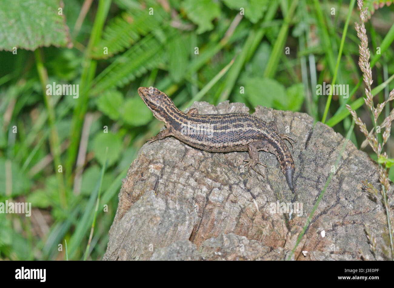 Gravide gemeine oder viviparöse Eidechse (Zootoca vivipara) mit kaudaler Autotomie. Lacertidae. Sussex, Großbritannien Stockfoto