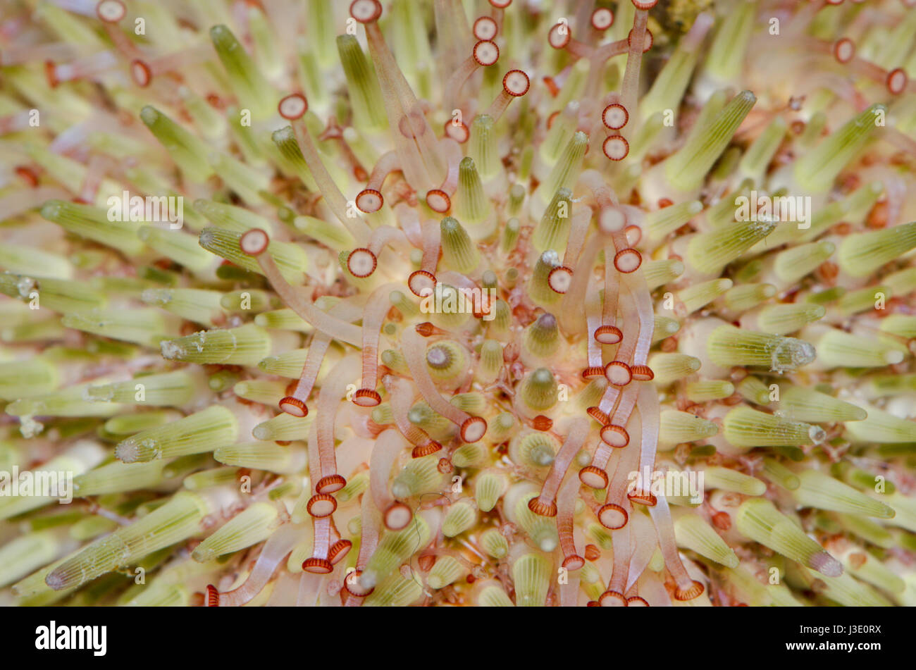 Fuß grüner Seeigel (Psammechinus miliaris) Stockfoto