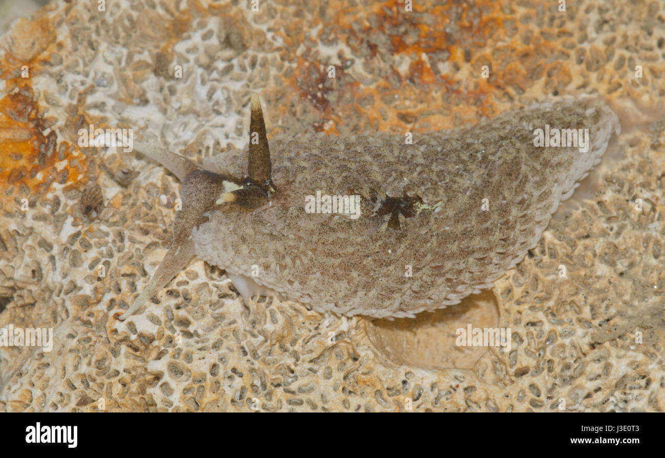 Grau (Sea-Slug Aeolidia papillosa) bei Ebbe Stockfoto
