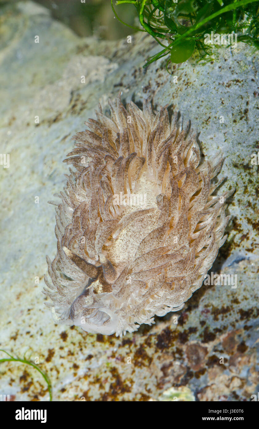Portrait von Grauen Sea-Slug (Aeolidia papillosa) Stockfoto