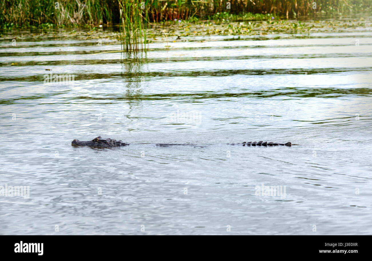 Yacare Kaiman (Caiman Yacare), Feuchtgebiete in Nature Reserve Esteros del Ibera, Colonia Carlos Pellegrini, Corrientes, Argentinien. Stockfoto