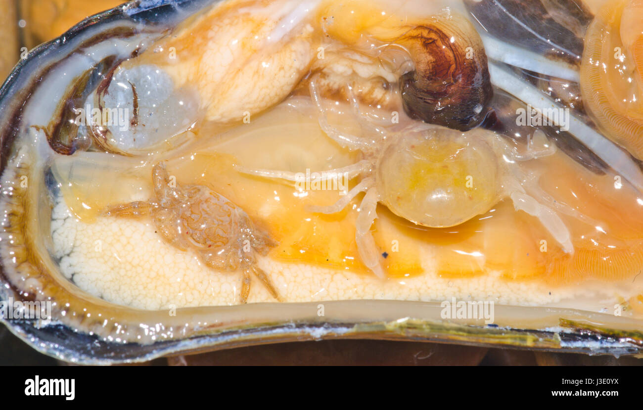 Erbse Krabbe männlich und weiblich (Pinnotheres Pisum) Stockfoto
