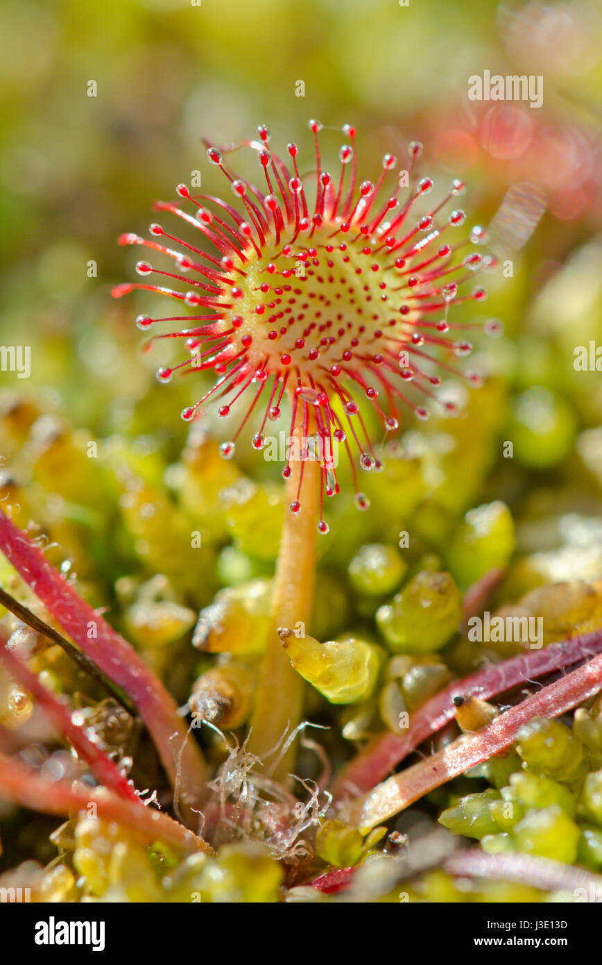 Fleischfressende Pflanze mit klebrigen Blättern Rundblättriger Sonnentau (Drosera rotundifolia) Stockfoto