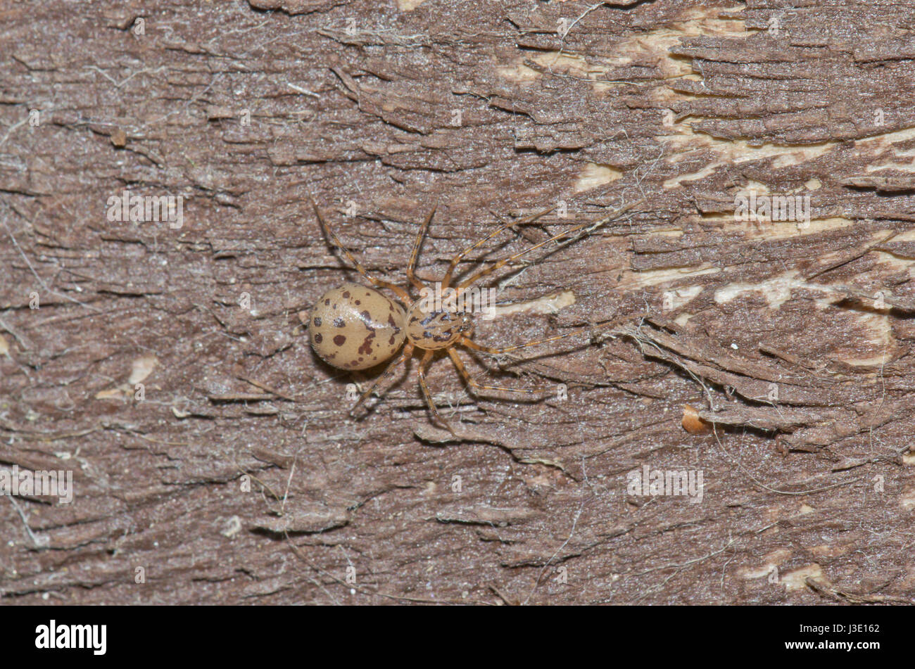 Spider (Scytodes Thoracica) spucken Stockfoto