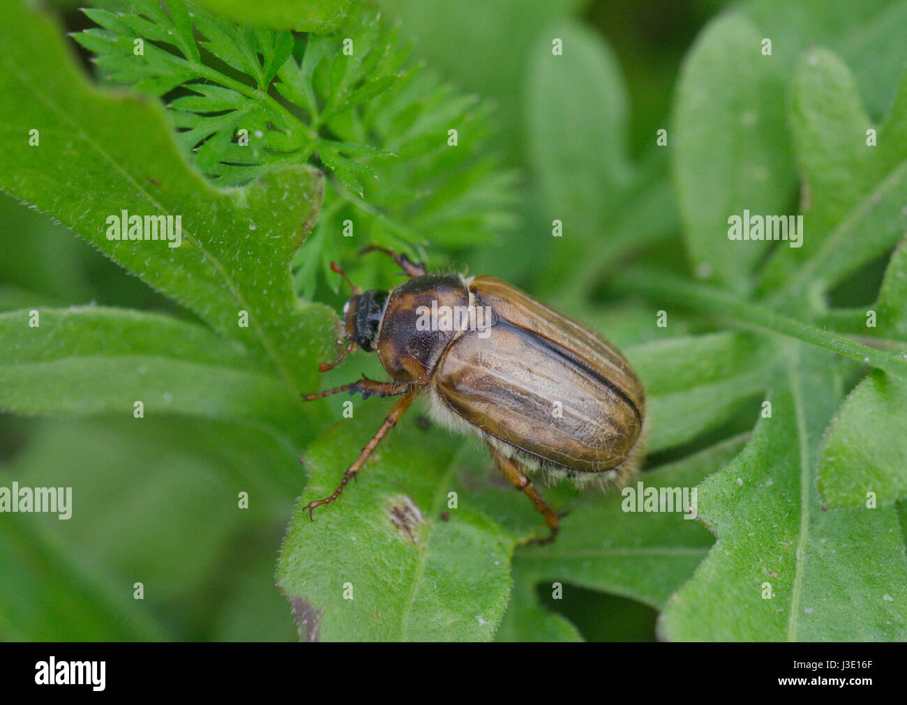 Sommer Käfer (Amphimallon solstitialis). Sussex, UK Stockfoto