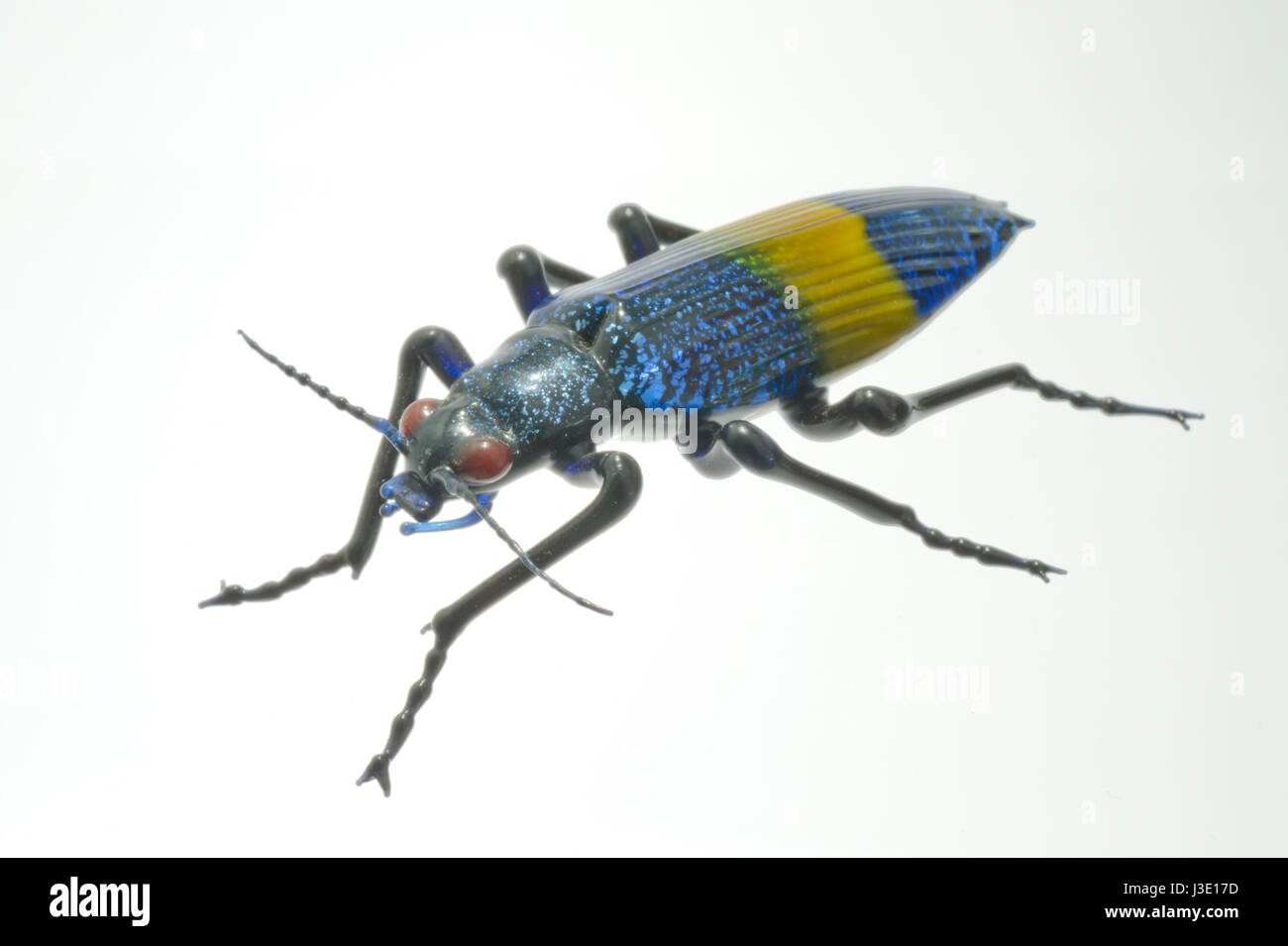 Ein spektakuläres italienisches Kunstglas-Insekt von lampwork-Meister Vittorio Costantini in Venedig, Italien - Jewel Beetle italienisches Kunstglas in Lebensgröße Stockfoto