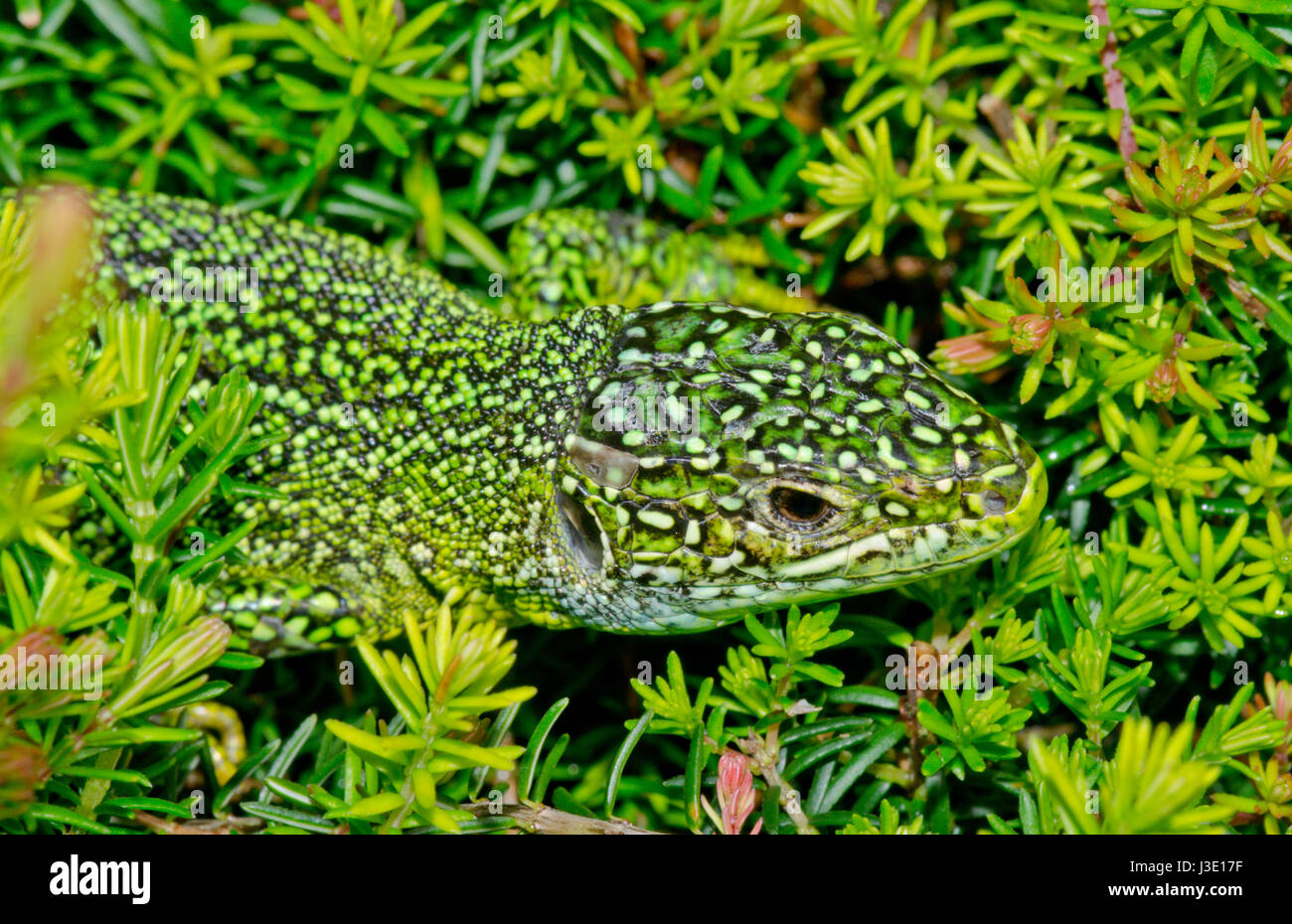 Western Green Lizard (Lacerta bilineata), Heather getarnt. Lacertidae Stockfoto