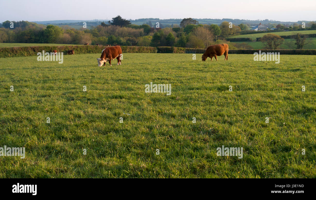 Ein Frühling ländlichen Landschaft mit Vieh weidete in Abendsonne Stockfoto