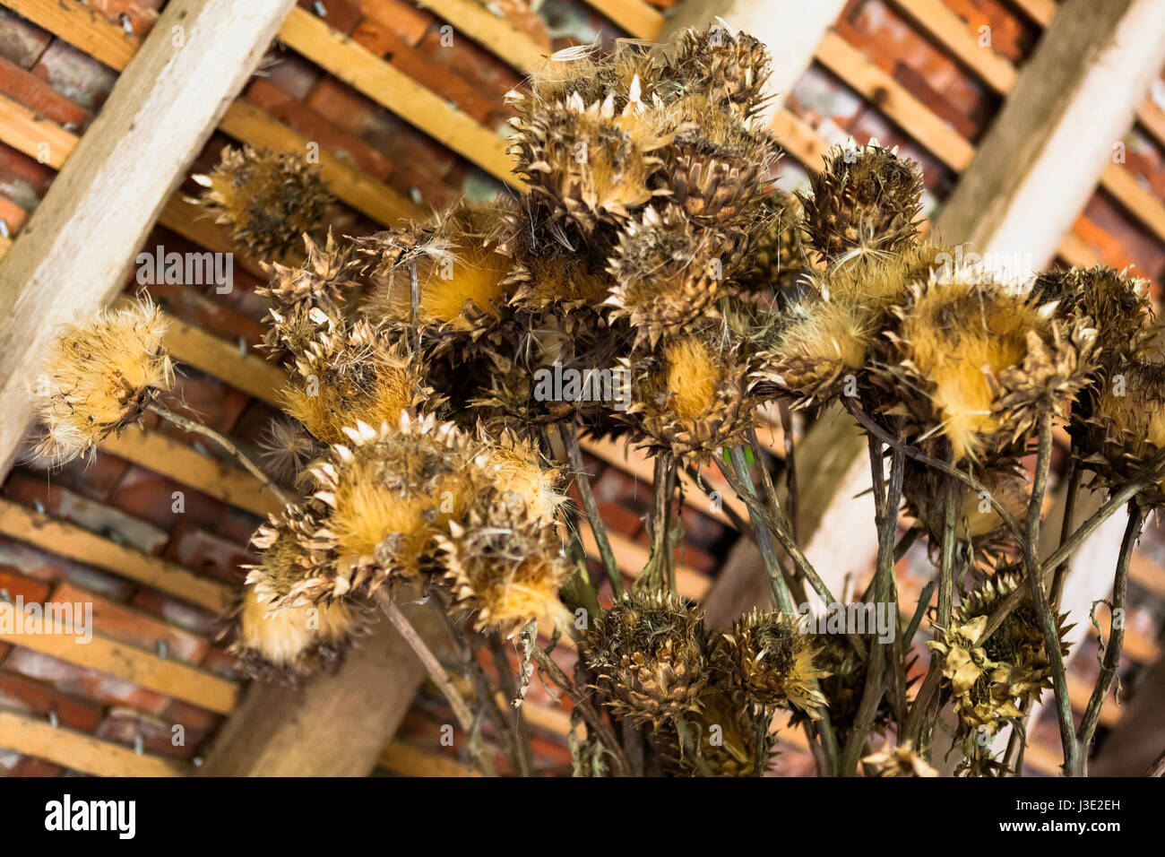 Trocknung Samenköpfe im alten Kuhstall, bekannt als die "Hütte", Great Dixter Gärten, East Sussex, UK Stockfoto