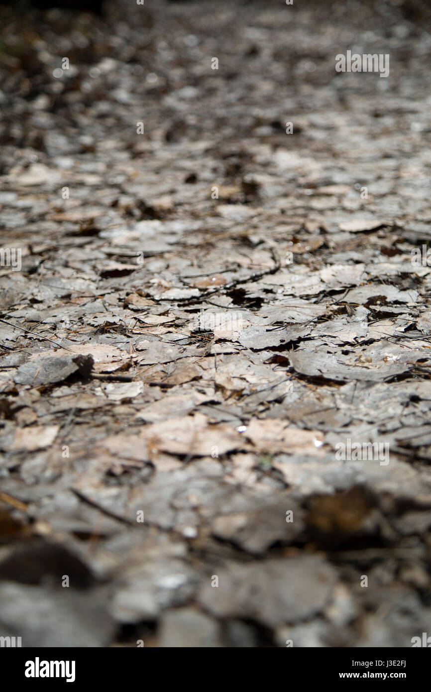 Eine Augenhöhe geschossen des Waldbodens verfallenden Blätter zeigen. Stockfoto
