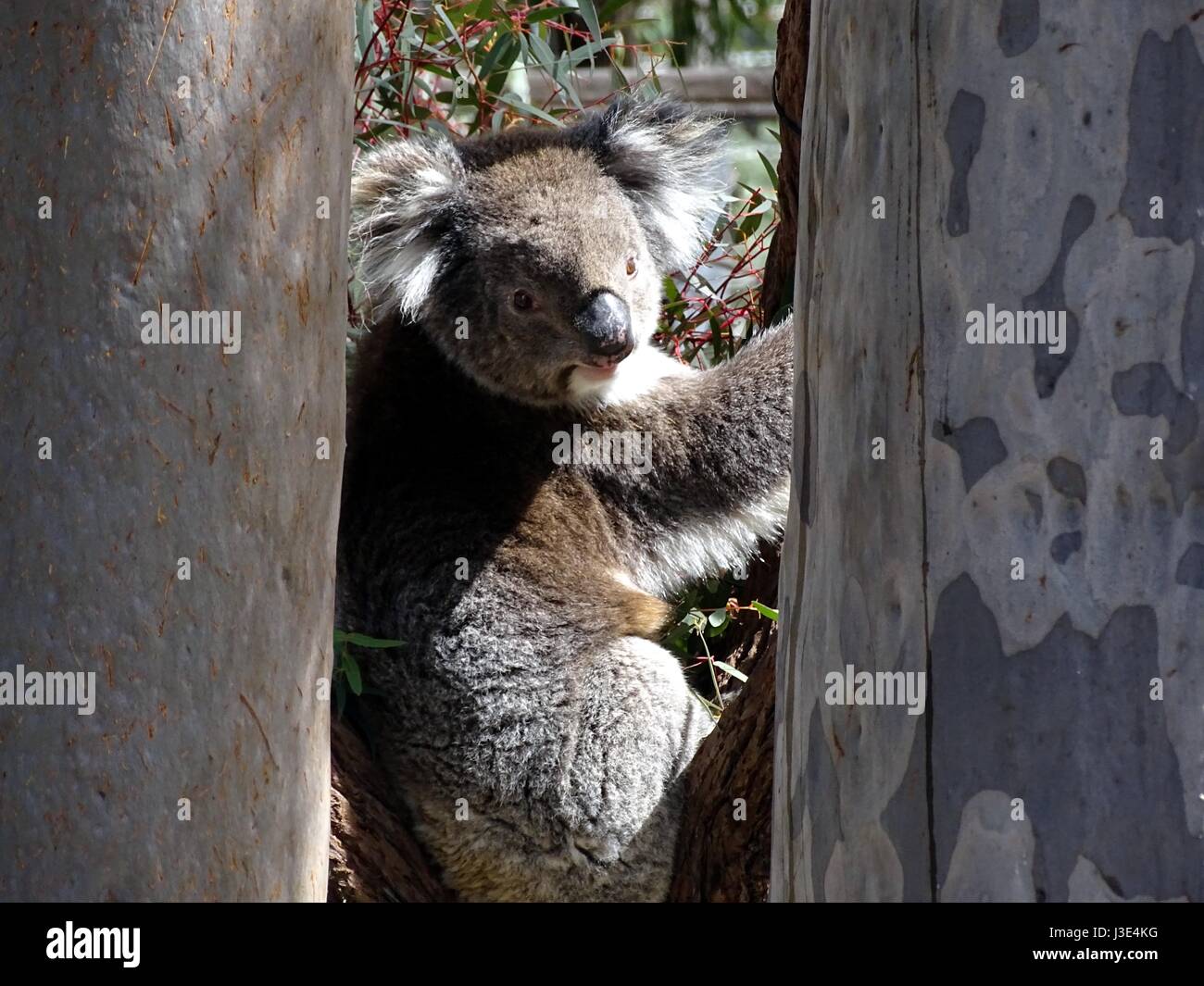 Ein Koala Stockfoto