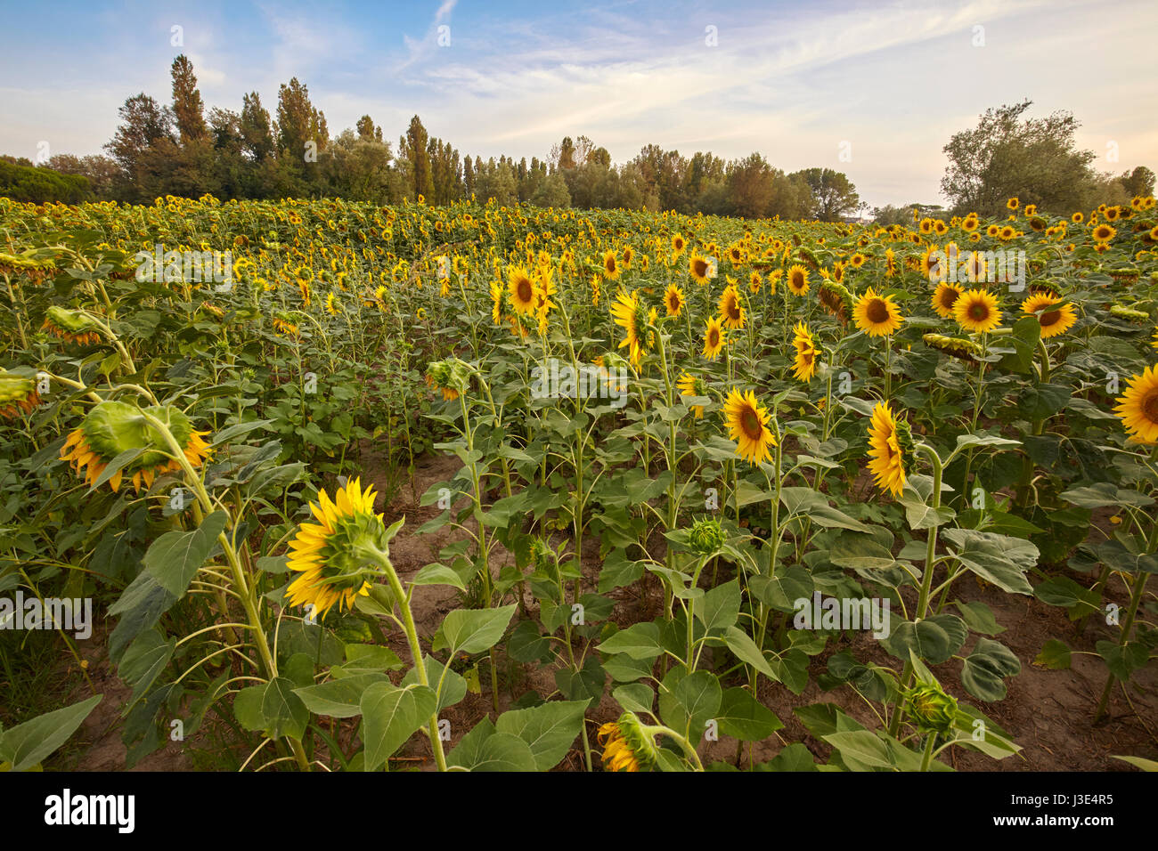 Ein Feld von Sonnenblumen in Emilia Romagna, Italien Stockfoto