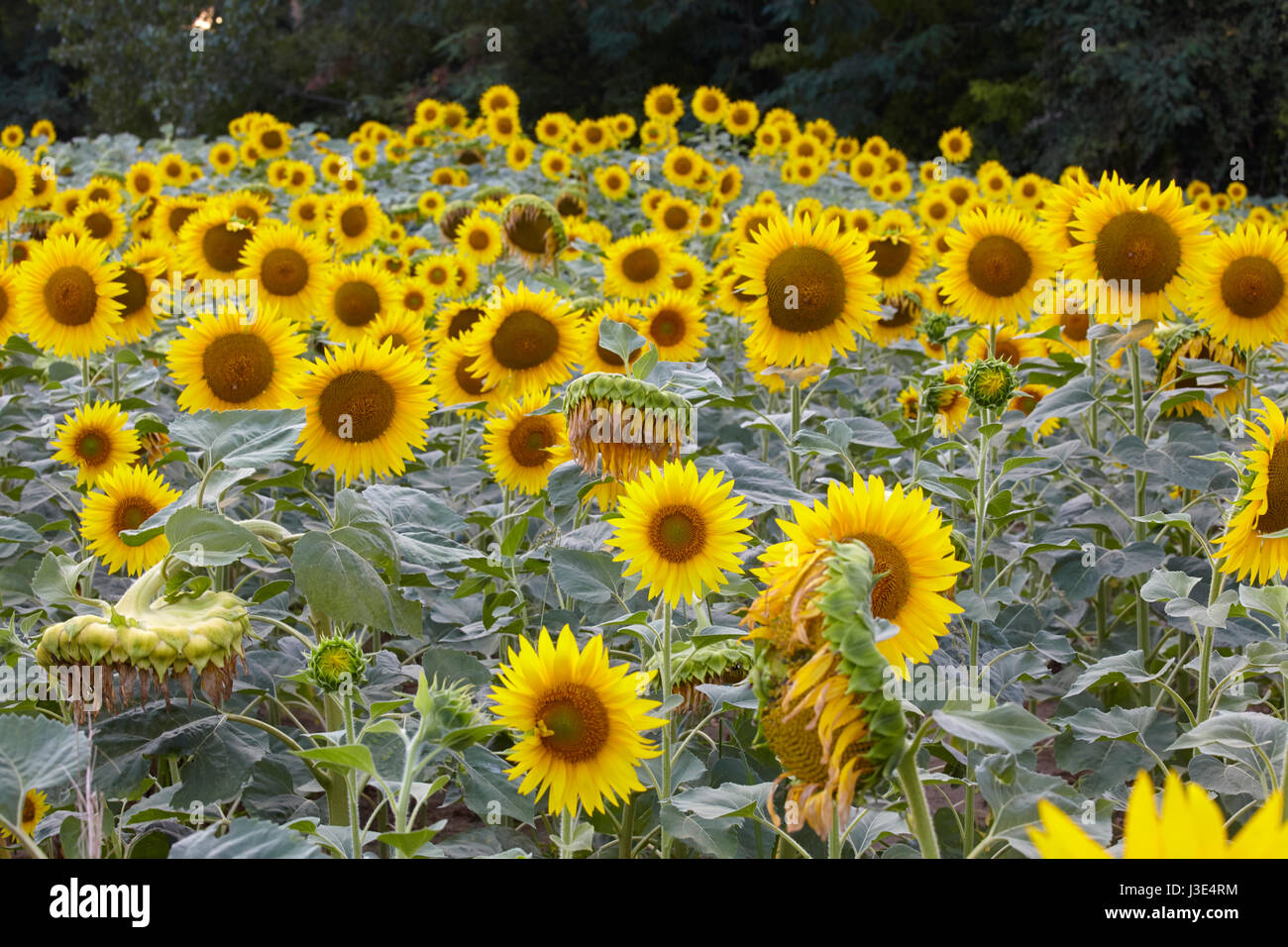 Ein Feld von Sonnenblumen in Emilia Romagna, Italien Stockfoto