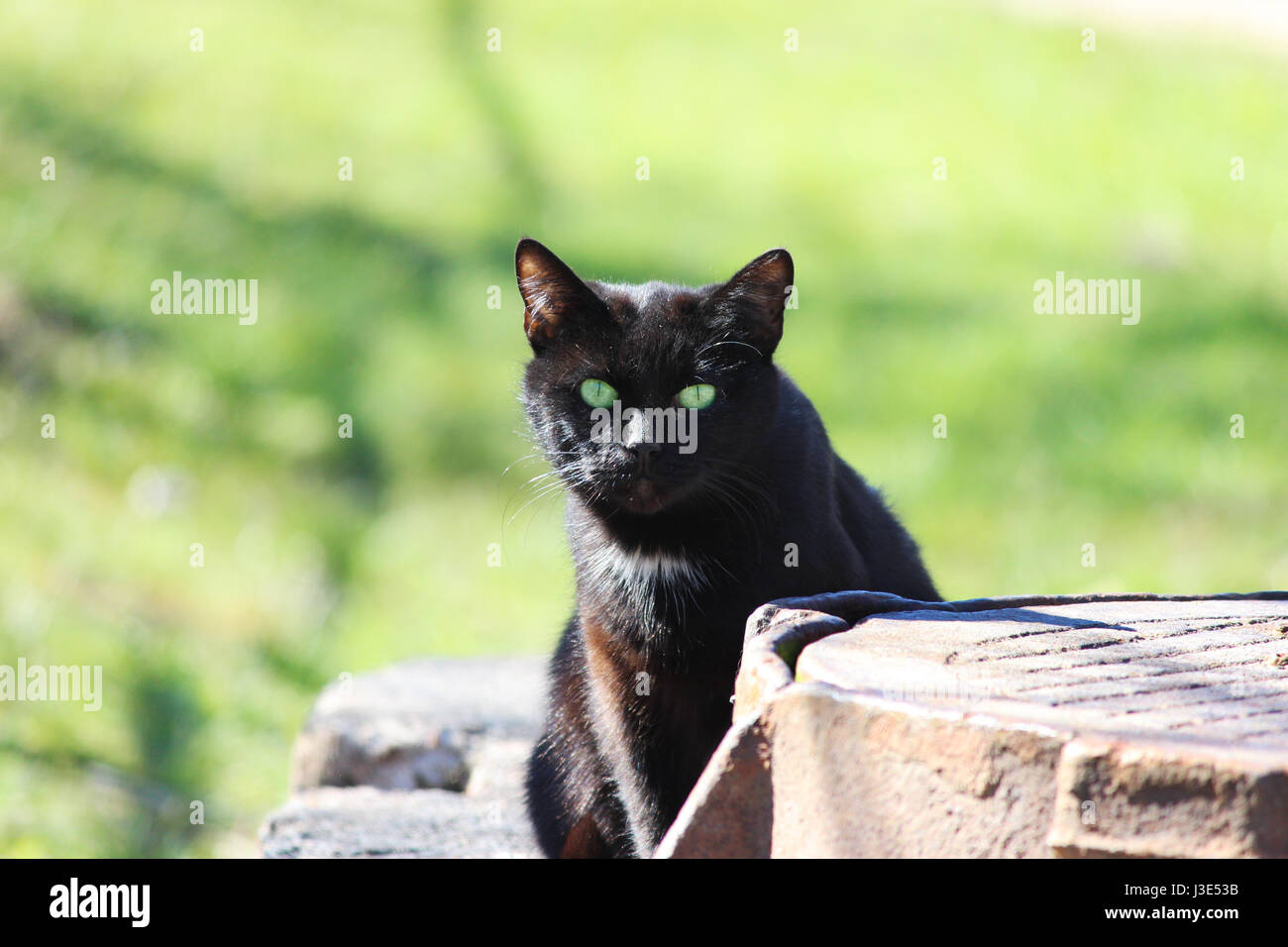 Obdachlose Schwarze Katze Mit Grunen Augen Auf Der Strasse Sitzen Stockfotografie Alamy