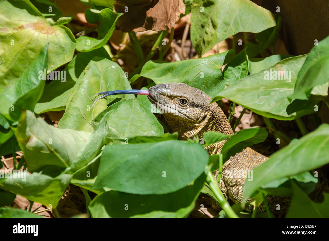 Eidechse vermutlich Angolanischen Wei es throated Monitor Varanus
