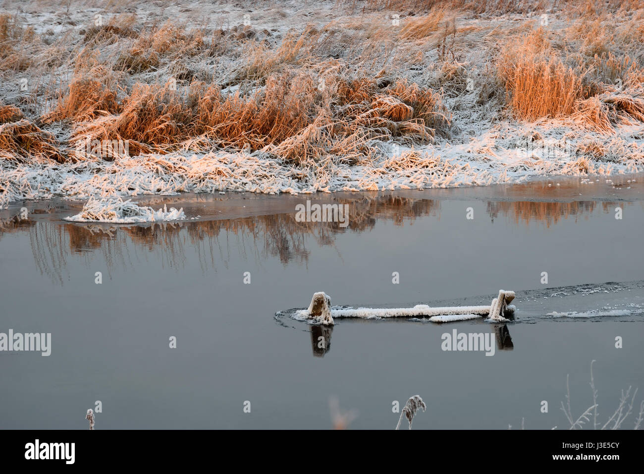 Fluss Trockenrasen in den Kristallen von Schnee am Ufer an einem Winterabend auf zacateros Stockfoto