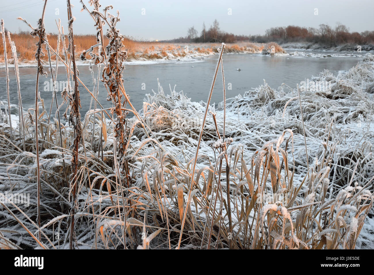 Trockenrasen mit Rauhreif Kristalle in einem Feld nahe dem Fluss bei Sonnenuntergang an einem Winterabend Stockfoto