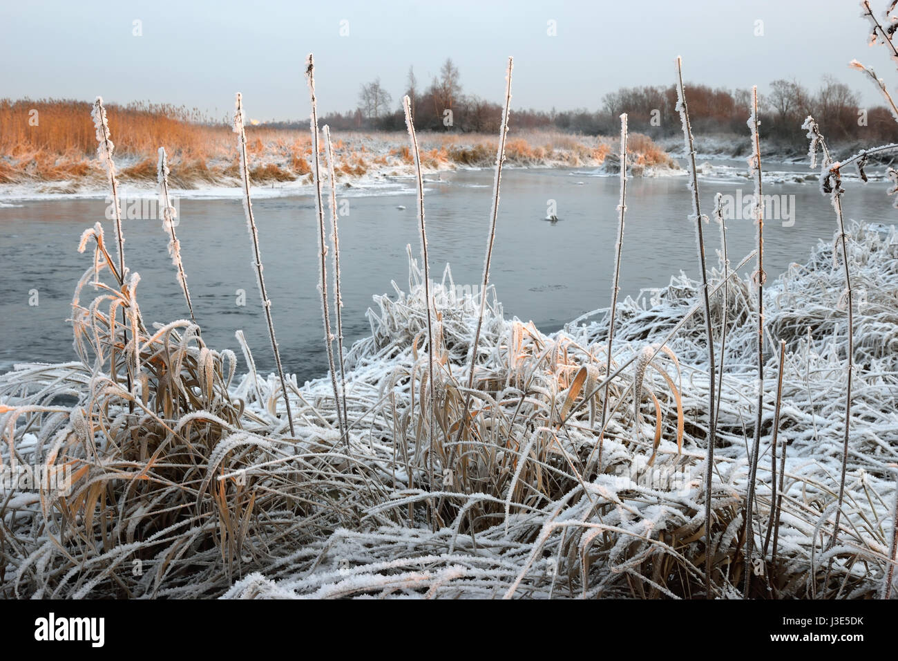 Trockenrasen mit Rauhreif Kristalle in einem Feld nahe dem Fluss bei Sonnenuntergang an einem Winterabend Stockfoto