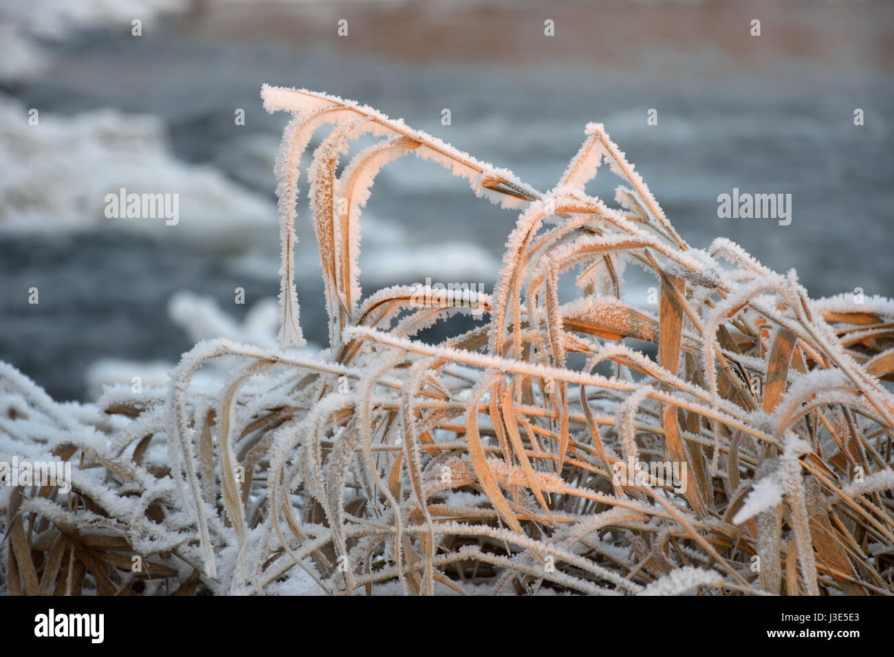 Trockenrasen mit Rauhreif Kristalle in einem Feld nahe dem Fluss bei Sonnenuntergang an einem Winterabend Stockfoto