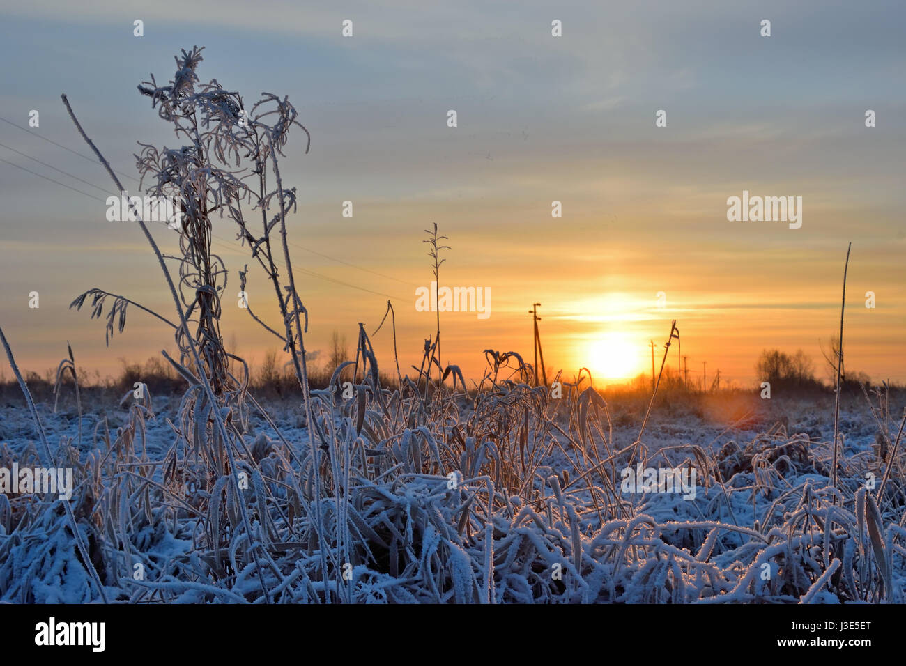 Goldener Sonnenuntergang im Winter in einem Feld mit trockenen Gräsern bedeckt mit Rauhreif Kristalle Stockfoto